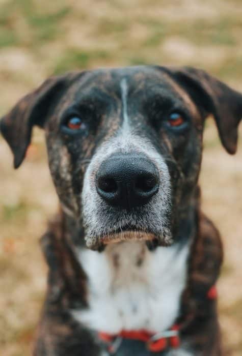 un-vieux-chien-assis