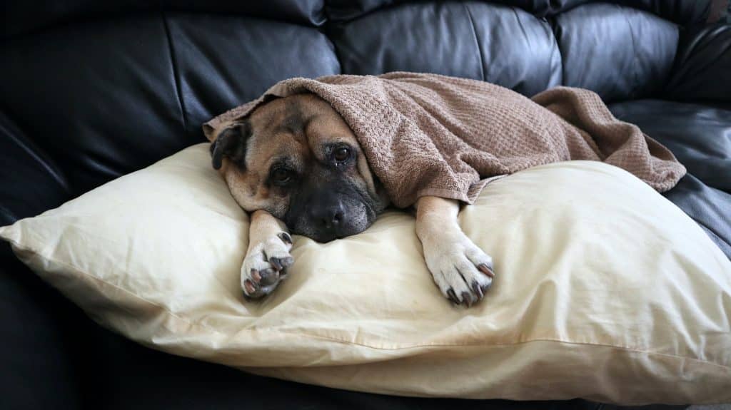 un-vieux-chien-se-repose