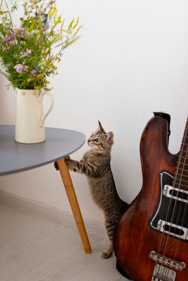 Les chats et les plantes, les dangers du quotidien