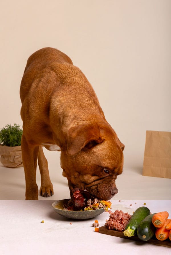 Chien agé qui a une alimentation saine