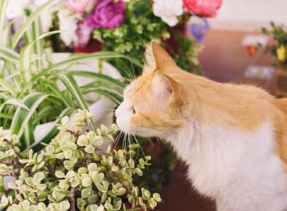 Chat dans les plantes, les dangers possibles