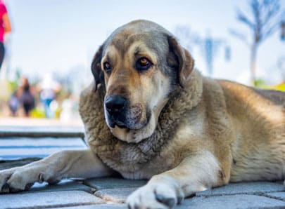 Chien agé qui est allongé