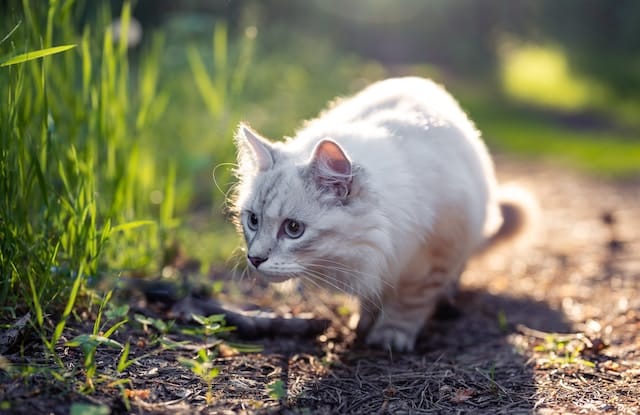 un-chat-chasse-des-animaux-dehors