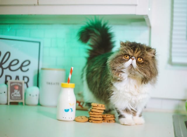 un-chat-debout-dans-la-cuisine