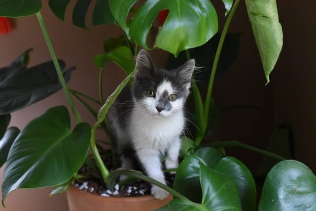 un-chaton-dans-un-pot-de-plante