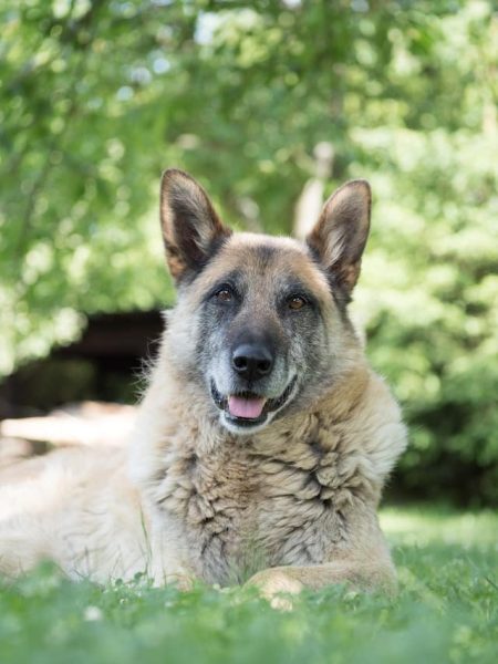 un-chien-agé-couché-dehors