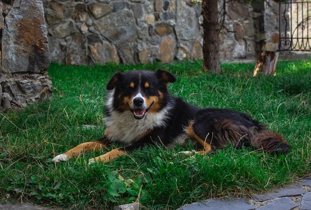 un-chien-couché-dans-l-herbe