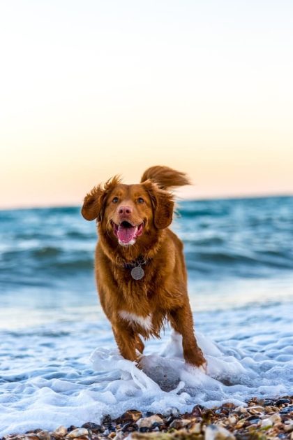un-chien-court-sur-la-plage