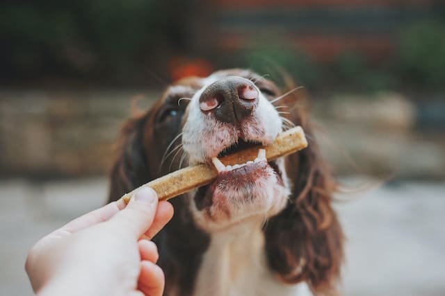 un-chien-mange-une-friandise