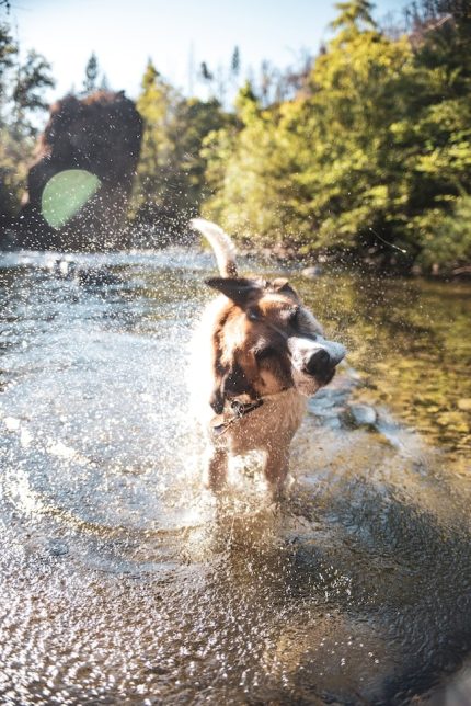 un-chien-s-agite-en-sortant-de-l-eau