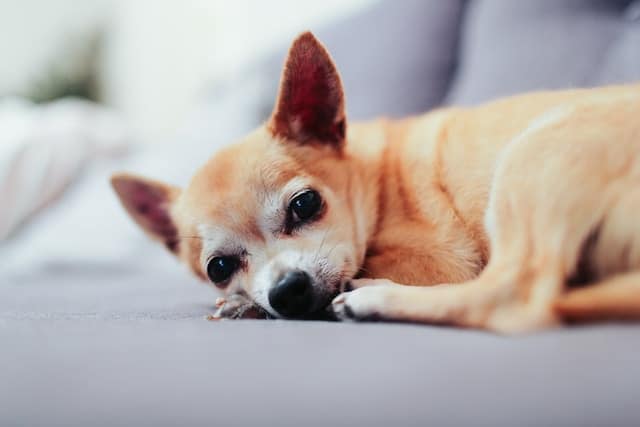 un-petit-chien-chihuahua-couché