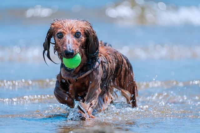 un-petit-chien-joue-et-patauge-dans-l-eau