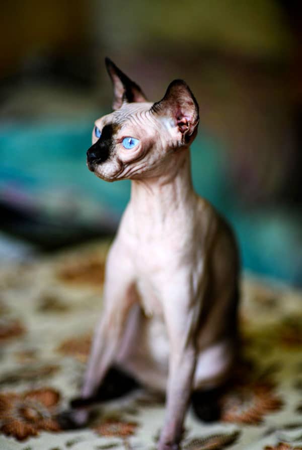 Les caractéristiques du Sphynx, chat avec les yeux bleu