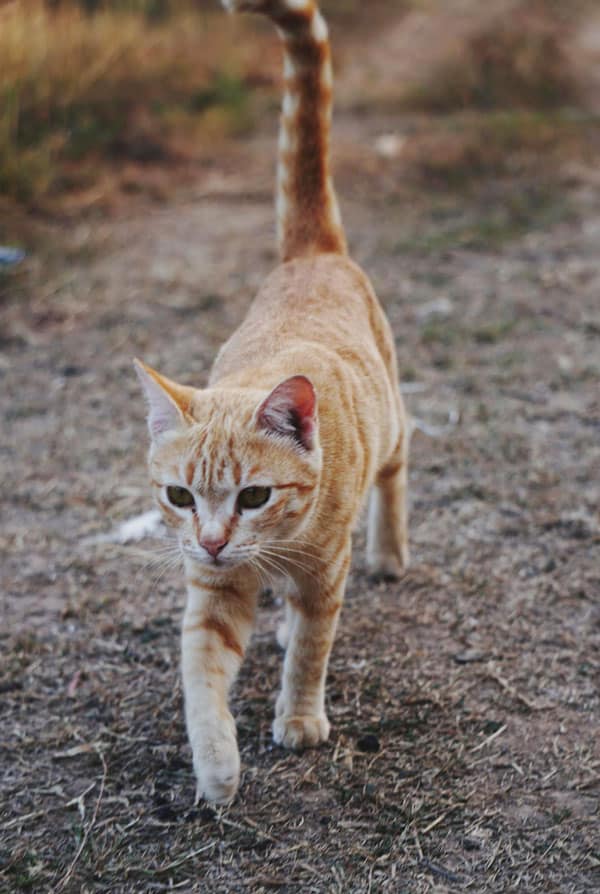 Chat roux qui agite sa queue pour indiquer de la météo