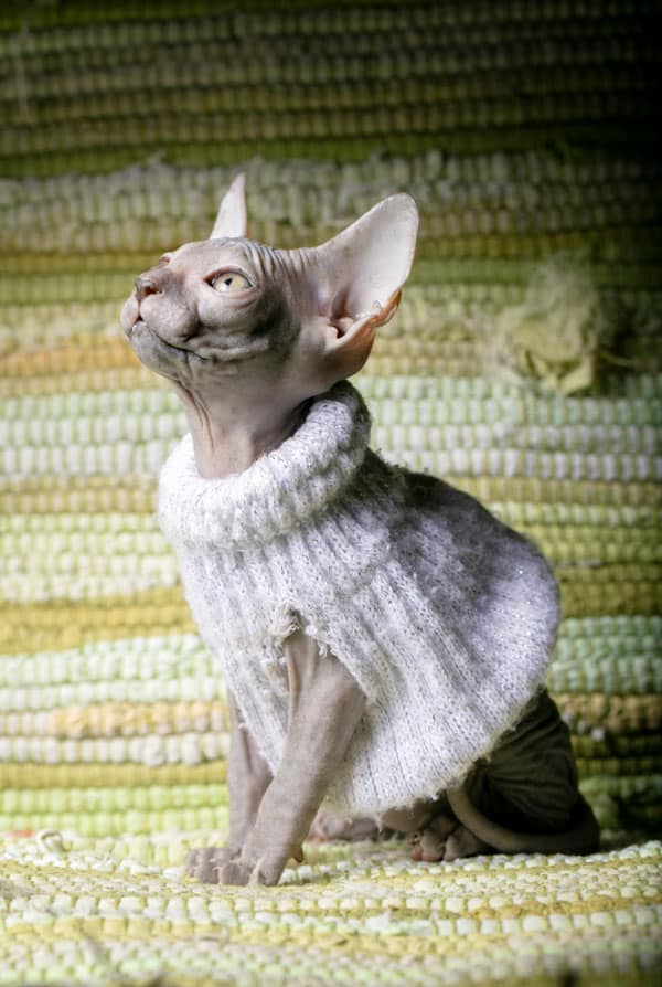 Le sphynx, un chat dont on doit prendre soin