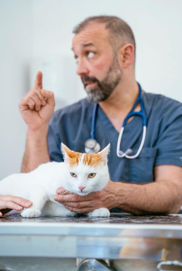 chat syndrome du tigres les aides du vétérinaire