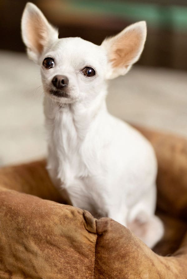 Caractéristiques du chien de race chihuahua blanc