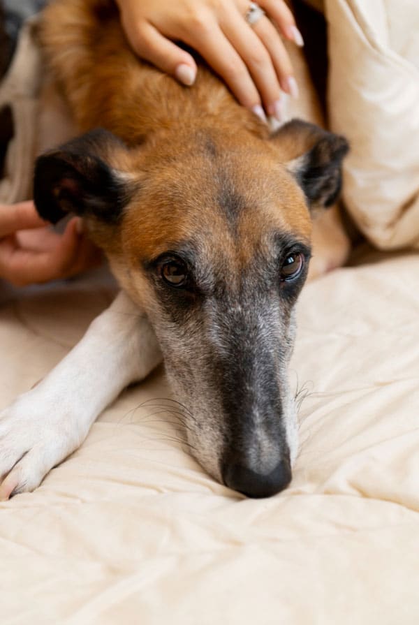 Arthrose du chien fatigue