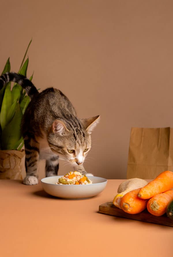 Mauvaise nutrition du chat syndrome du tigre