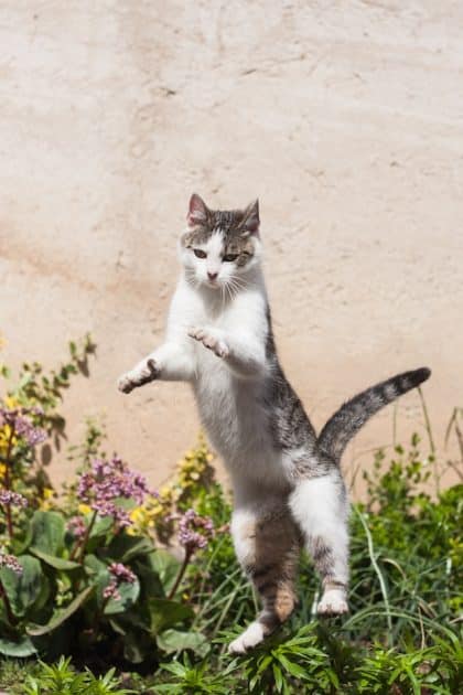 un-chat-dehors-qui-bondit