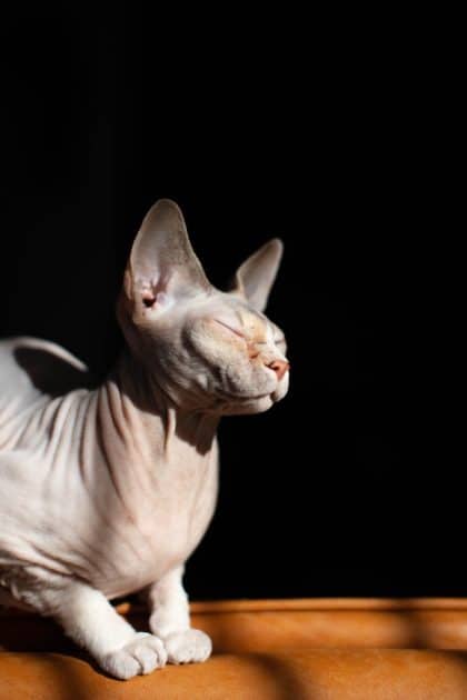 un-chat-sphynx-au-soleil