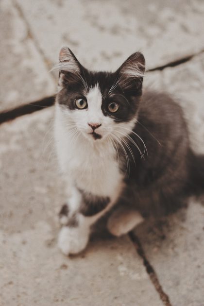 un-chaton-assis-dehors