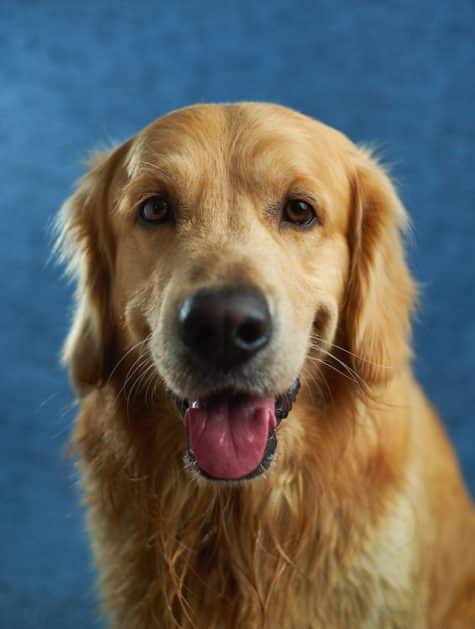 un-chien-de-race-golden-