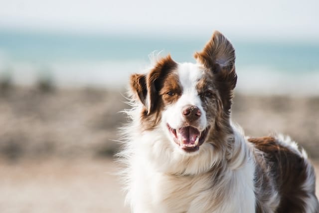L'arthrose chez le chien : causes, symptômes, traitement et prévention