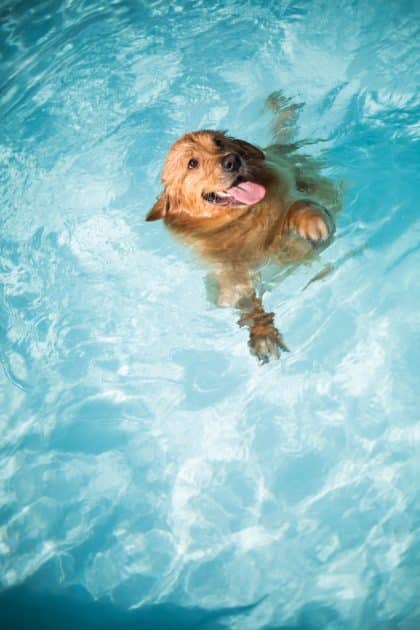 un-golden-retriever-nage-dans-une-piscine