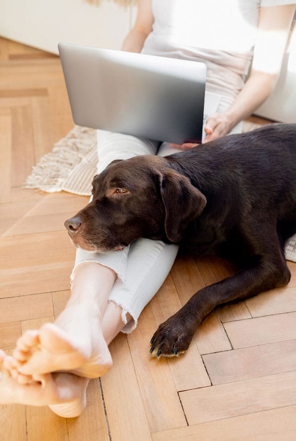 Arthrose sur chien noir fatigué