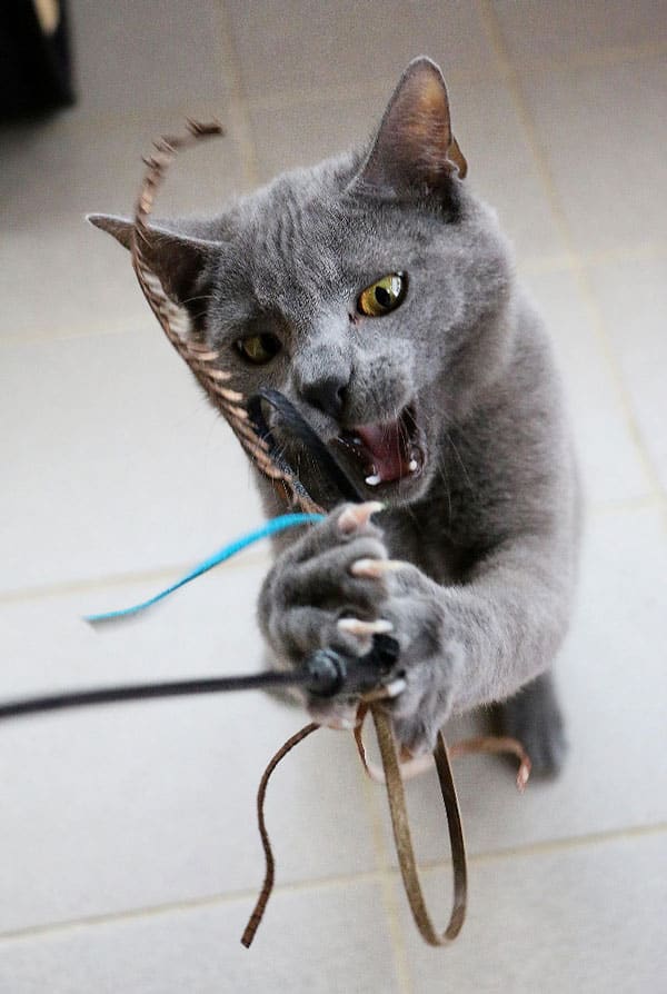 chats avec des griffes agressif syndrome du tigre
