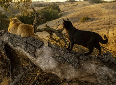 Chats avec instinct de chasseurs dans la nature