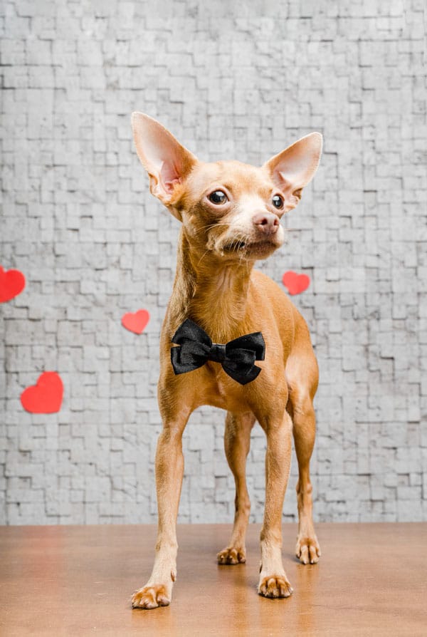 Chien marron de race chihuahua attachant