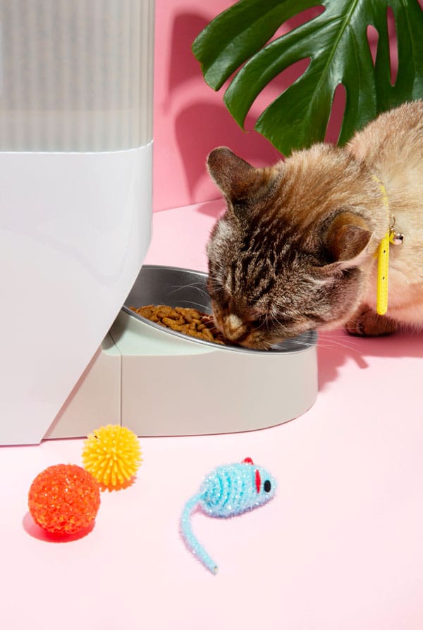 Gamelles ludiques chat syndrome du tigre