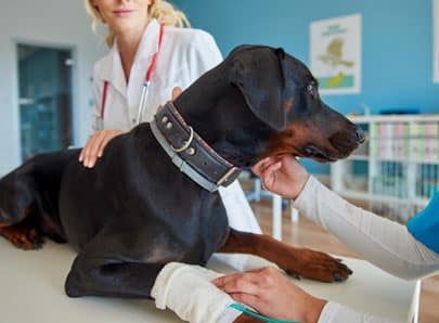 Chien chez le vétérinaire pour arthrose