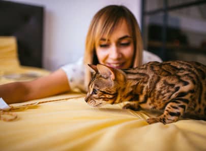 chat et humain syndrome du tigre