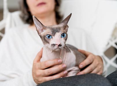 Chat de race sphynx