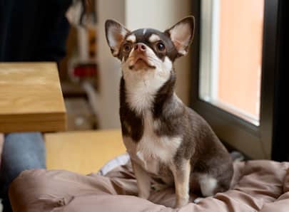 Chien de race chihuahua assis