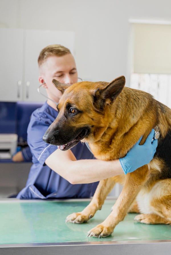 Arthrose du chien, vétérinaire qui prend soin du chien