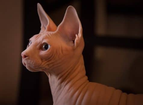 un-chat-nu-de-race-sphynx