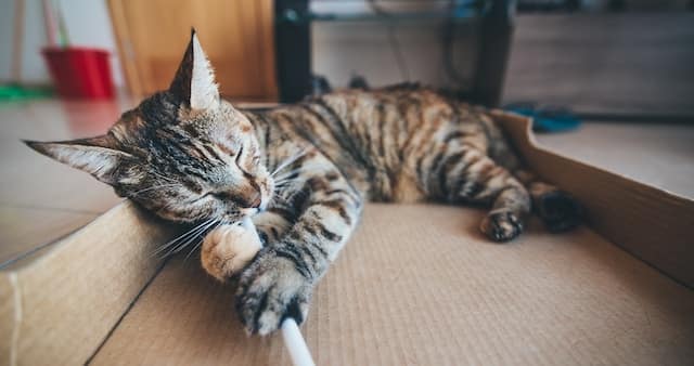 un-chat-qui-joue-dans-un-carton