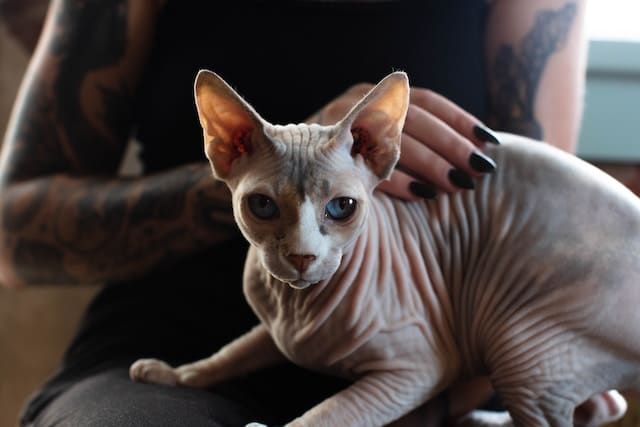 un-chat-sphynx-dans-les-bras-d-un-humain