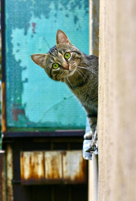 un-chat-sur-le-rebord-d-une-fenetre