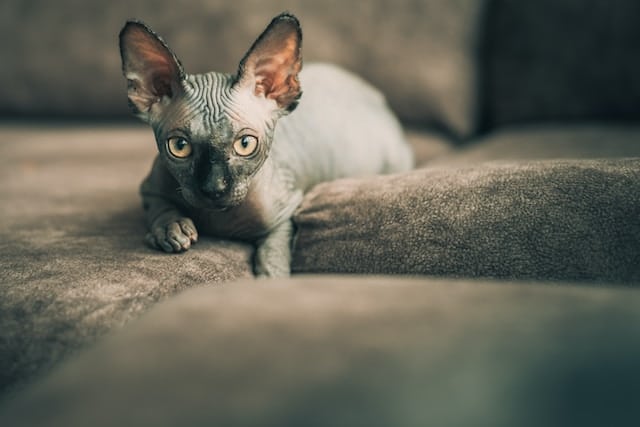 un-chaton-de-race-sphynx