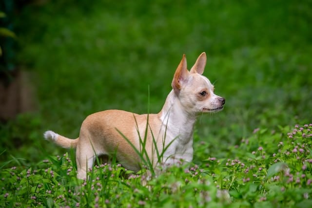 un-chien-chihuahua-dehors