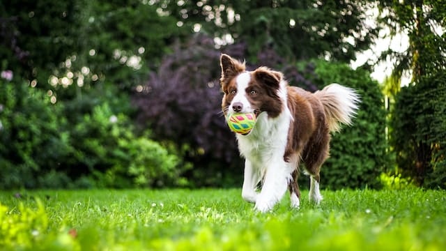 un-chien-qui-joue-avec-une-balle