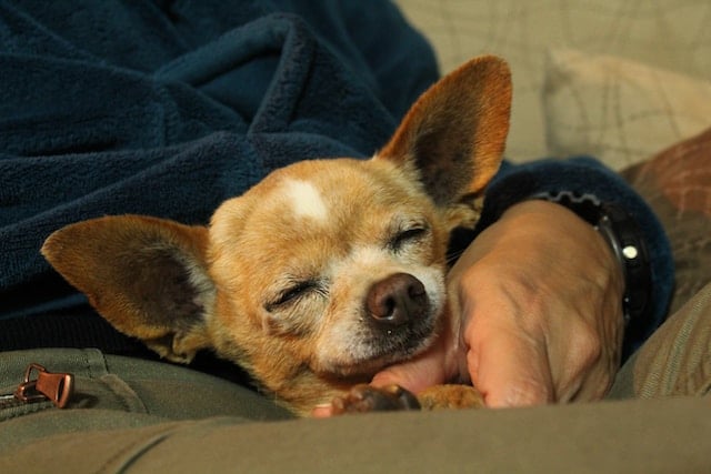 un-chihuahua-dort-dans-les-bras-d-un-humain