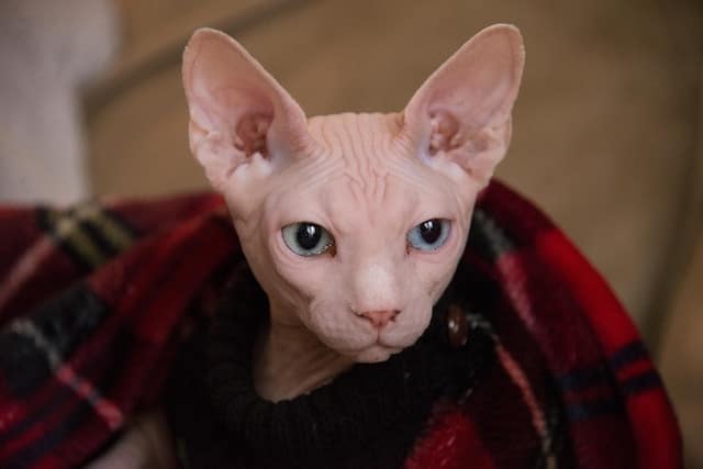 un-sphynx-chat-sans-poil