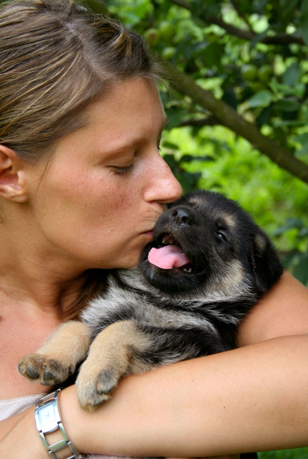 Affection chien proteger