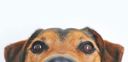 la-tete-d-un-petit-chien